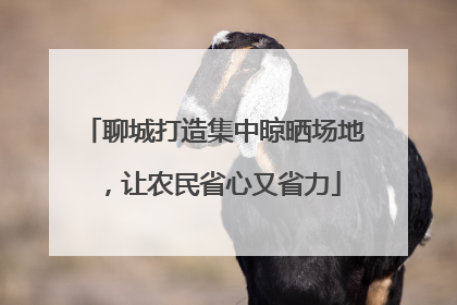 聊城打造集中晾晒场地，让农民省心又省力