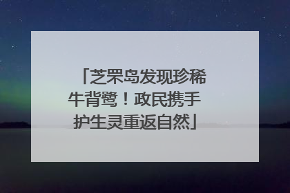 芝罘岛发现珍稀牛背鹭！政民携手护生灵重返自然