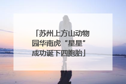 苏州上方山动物园华南虎“星星”成功诞下四胞胎