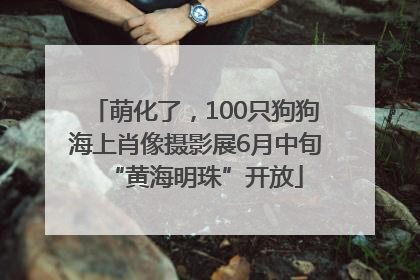 萌化了，100只狗狗海上肖像摄影展6月中旬“黄海明珠”开放