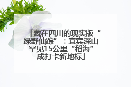 藏在四川的现实版“绿野仙踪”：宜宾深山罕见15公里“稻海”成打卡新地标