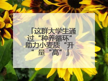 这群大学生通过“种养循环”助力小麦质“升”量“高”