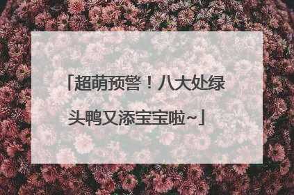 超萌预警！八大处绿头鸭又添宝宝啦~