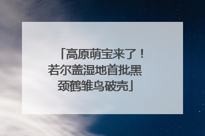 高原萌宝来了！若尔盖湿地首批黑颈鹤雏鸟破壳