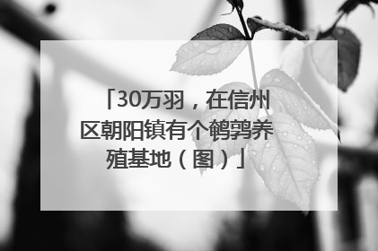 30万羽，在信州区朝阳镇有个鹌鹑养殖基地（图）